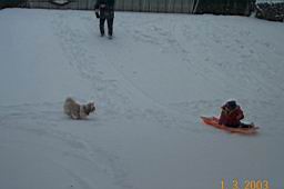 DCP_2369-Tyler sliding down hill-Buddy looses.JPG